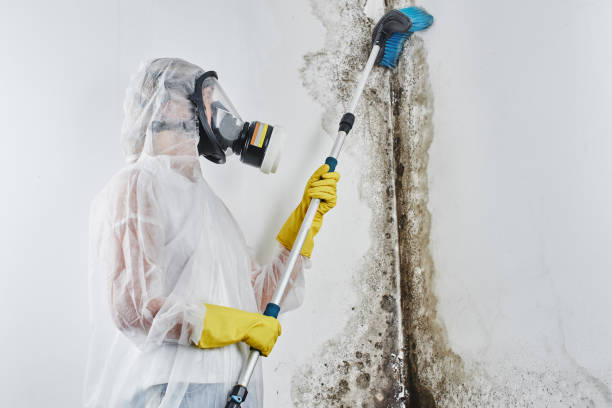 Best Attic Mold Removal  in Myrtletown, CA