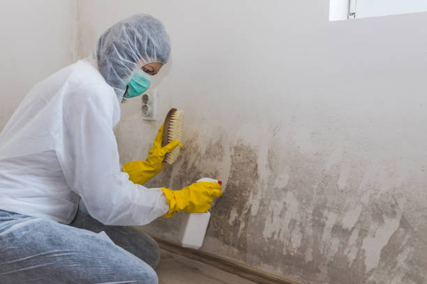 Best Mold Removal Company Near Me  in Myrtletown, CA