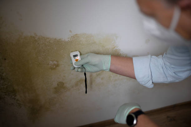Best Mold Remediation Experts  in Myrtletown, CA