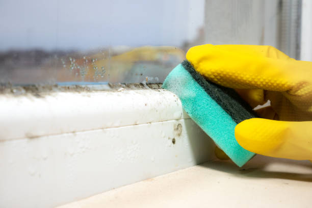 Best Mold Damage Repair  in Myrtletown, CA