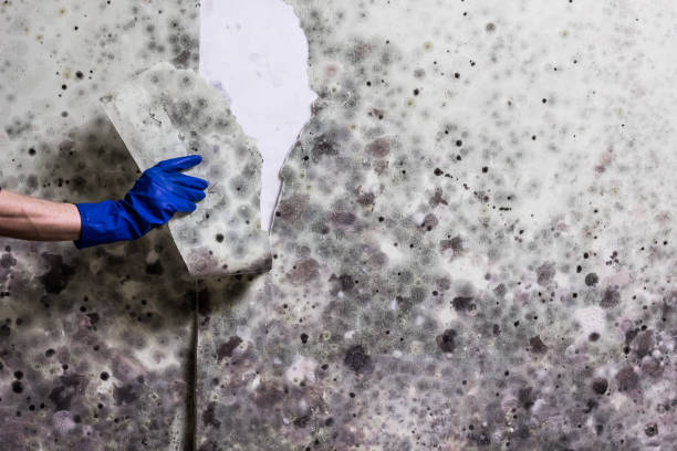 Attic Mold Removal in Myrtletown, CA