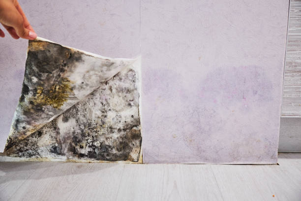 Reliable Myrtletown, CA Mold Removal Solutions